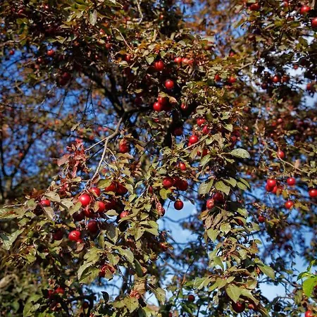 Kuca Mirne Duse 펜션