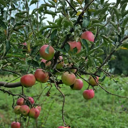 Kuca Mirne Duse 別荘 Topola