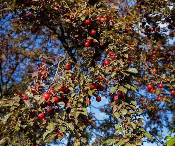 Kuca Mirne Duse Nyaraló