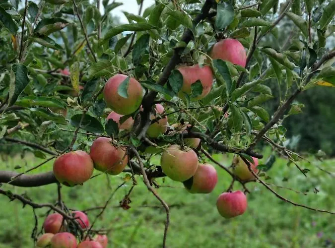 Kuca Mirne Duse Tatil Evi Topola